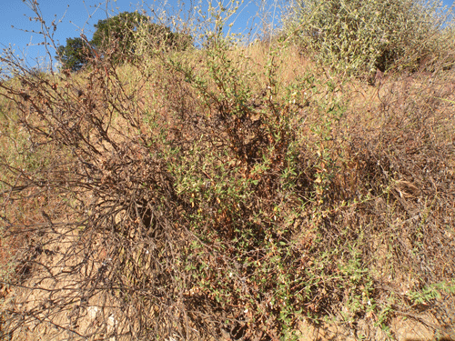 Eriogonum parvifolium var. paynei